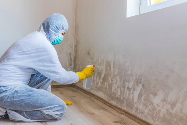 Best Basement Mold Removal  in Hull, IA
