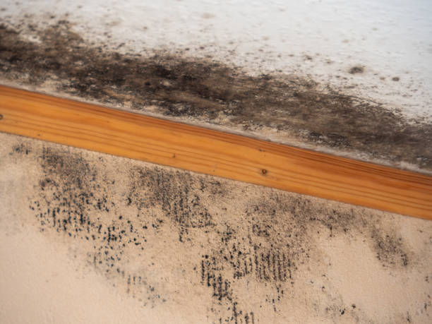 Hull, IA Mold Removal Company