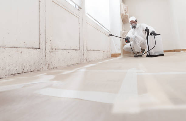 Best Post-Construction Mold Inspection  in Hull, IA