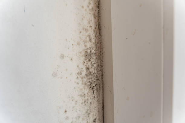 Best Attic Mold Removal  in Hull, IA